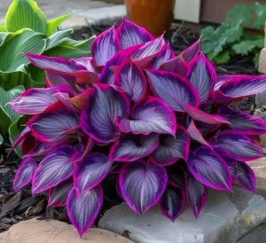 Хоста Сикрет Гарденс купить по цене от 549р. в интернет-магазине «Посадика» с доставкой почтой в в Новомосковске и по всей России – [изображение №1].