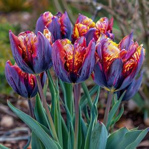 Тюльпан Опал Дрим купить по цене от 207р. в интернет-магазине «Посадика» с доставкой почтой в в Новомосковске и по всей России – [изображение №1].