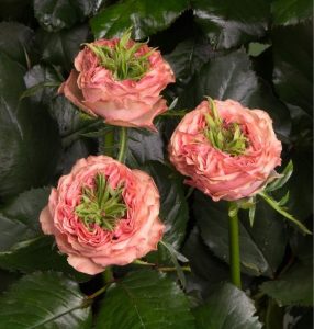 Роза Амбер Инчант купить по цене от 495р. в интернет-магазине «Посадика» с доставкой почтой в в Новомосковске и по всей России – [изображение №1].