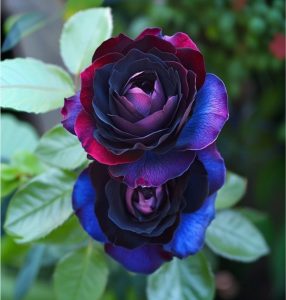 Роза Скарлет Рэвери купить по цене от 489р. в интернет-магазине «Посадика» с доставкой почтой в в Новомосковске и по всей России – [изображение №1].