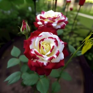 Роза Роял Глом купить по цене от 401р. в интернет-магазине «Посадика» с доставкой почтой в в Новомосковске и по всей России – [изображение №1].