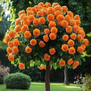 Роза Солнечный Шарм купить по цене от 349р. в интернет-магазине «Посадика» с доставкой почтой в в Новомосковске и по всей России – [изображение №1].