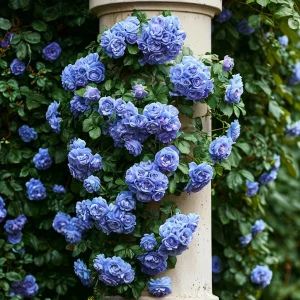 Роза плетистая Блю Перпл купить по цене от 540р. в интернет-магазине «Посадика» с доставкой почтой в в Новомосковске и по всей России – [изображение №1].